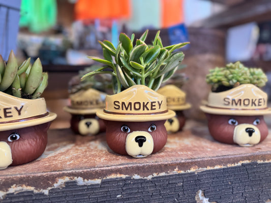 Smokey Succulent Plant